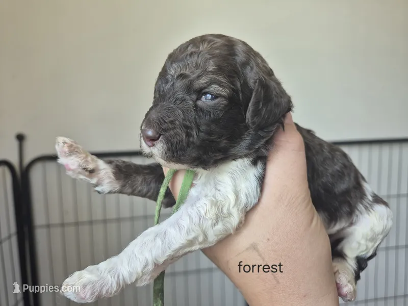 Forrest – Poodle - Multi-Colored Standard puppy for sale in Iowa Falls, IA