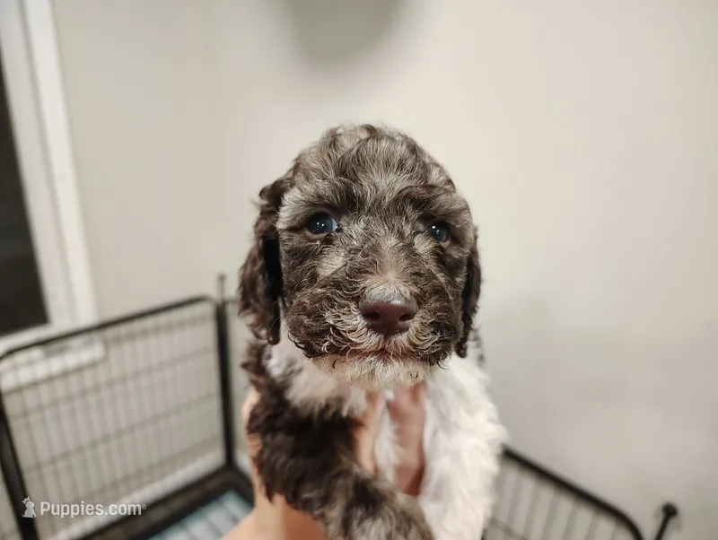 Forrest – Poodle - Multi-Colored Standard puppy for sale in Iowa Falls, IA