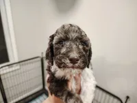 Forrest, a male Poodle - Multi-Colored Standard for sale in Iowa Falls, IA – 3 of 9