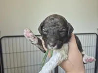 Forrest, a male Poodle - Multi-Colored Standard for sale in Iowa Falls, IA – 6 of 9
