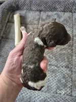 Forrest, a male Poodle - Multi-Colored Standard for sale in Iowa Falls, IA – 2 of 4