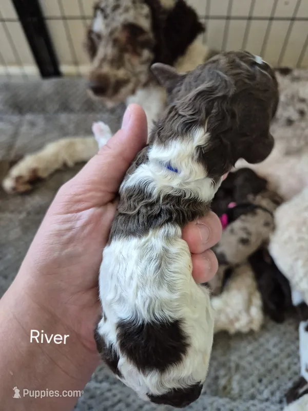 River – Poodle - Standard  puppy for sale in Iowa Falls, IA