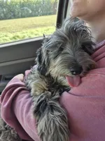 Puppy 4, a male Whoodle for sale in Iowa Falls, IA – Photo 3 of 3