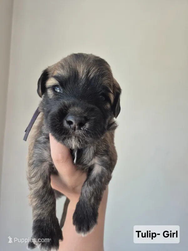 Tulip – Whoodle puppy for sale in Iowa Falls, IA
