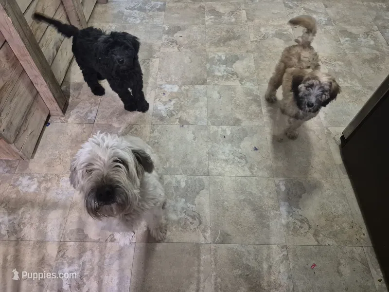 Magnolia – Whoodle puppy for sale in Iowa Falls, IA