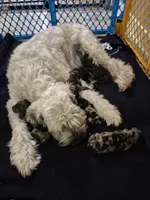 Puppy 8, a male Whoodle for sale in Iowa Falls, IA – Photo 1 of 3