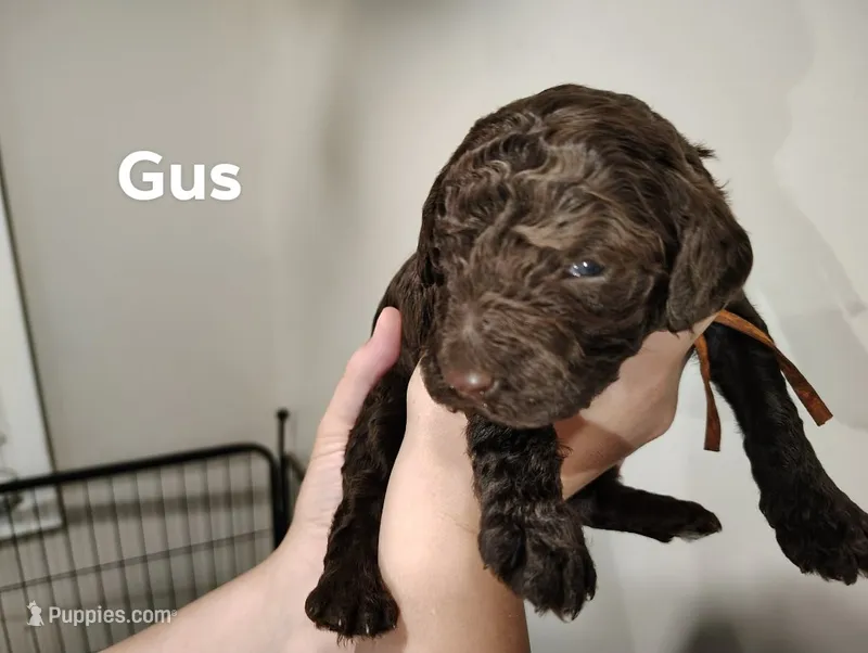 Gus – Poodle - Standard  puppy for sale in Iowa Falls, IA