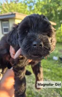 Magnolia, a female Whoodle for sale in Iowa Falls, IA – 1 of 5