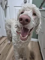 Fisher, a male Poodle - Multi-Colored Standard for sale in Iowa Falls, IA – 4 of 4