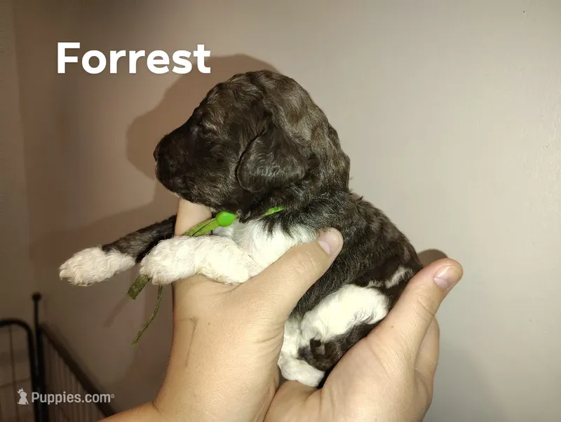Forrest – Poodle - Multi-Colored Standard puppy for sale in Iowa Falls, IA