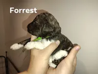 Forrest, a male Poodle - Multi-Colored Standard for sale in Iowa Falls, IA – 7 of 9
