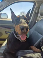 Selene (Beans), a female Doberman Pinscher for sale in Iowa Falls, IA – Photo 1 of 4