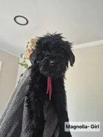 Magnolia, a female Whoodle for sale in Iowa Falls, IA – 2 of 5
