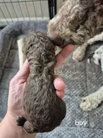 Fisher, a male Poodle - Multi-Colored Standard for sale in Iowa Falls, IA – 2 of 4