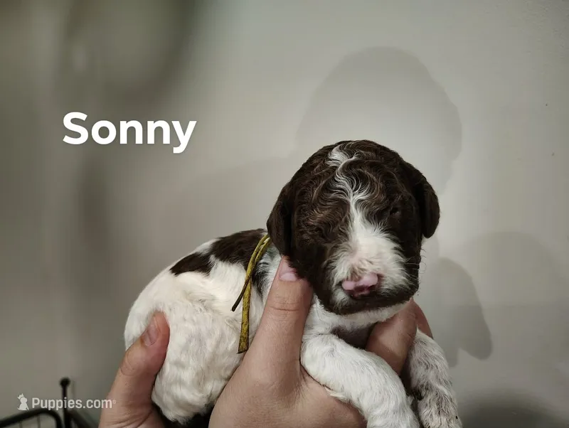 Sonny – Poodle - Multi-Colored Standard puppy for sale in Iowa Falls, IA
