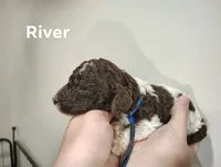 River, a male Poodle - Standard  for sale in Iowa Falls, IA – 7 of 10