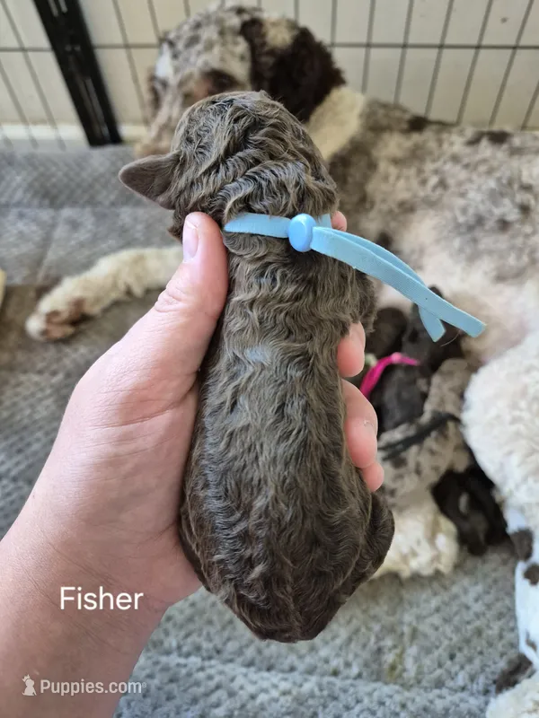 Fisher – Poodle - Multi-Colored Standard puppy for sale in Iowa Falls, IA