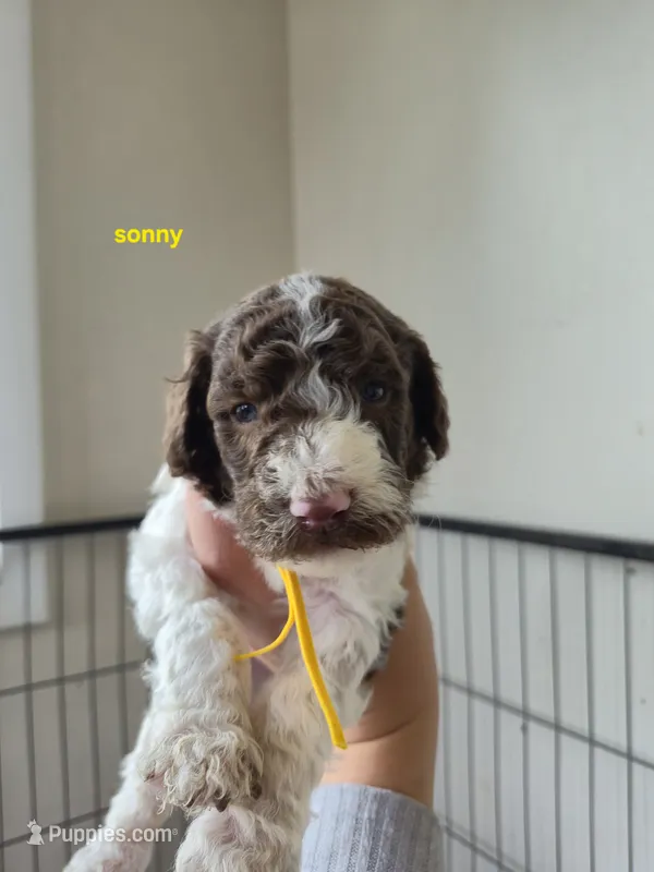 Sonny – Poodle - Multi-Colored Standard puppy for sale in Iowa Falls, IA