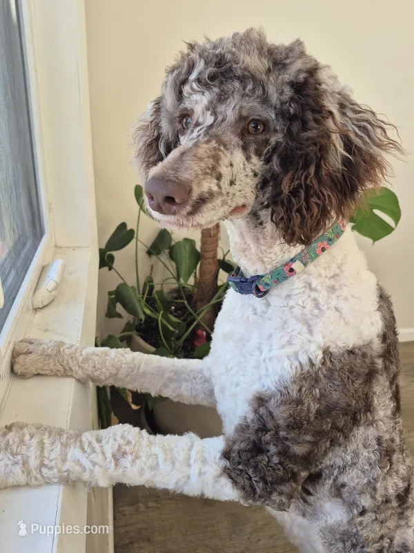 Puppy #1 – Poodle - Multi-Colored Standard puppy for sale in Iowa Falls, IA