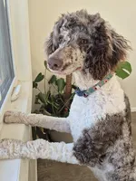 Forrest, a male Poodle - Multi-Colored Standard for sale in Iowa Falls, IA – 3 of 4