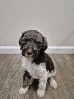 Forrest, a male Poodle - Multi-Colored Standard for sale in Iowa Falls, IA – 2 of 9