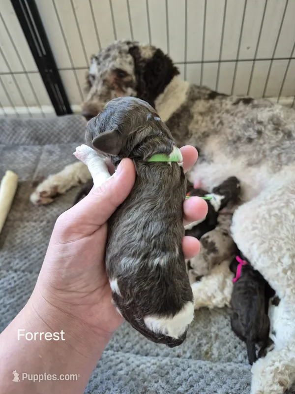 Forrest – Poodle - Multi-Colored Standard puppy for sale in Iowa Falls, IA