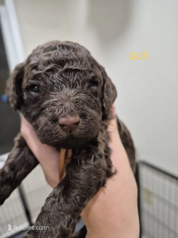 Gus – Poodle - Standard  puppy for sale in Iowa Falls, IA