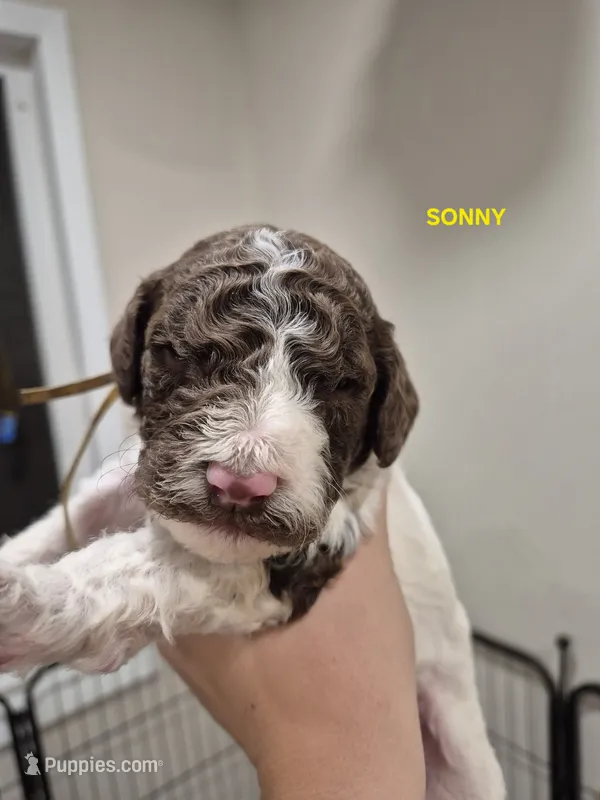 Sonny – Poodle - Multi-Colored Standard puppy for sale in Iowa Falls, IA
