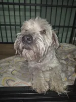 Puppy 1, a male Whoodle for sale in Iowa Falls, IA – Photo 3 of 3