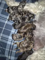 Puppy 1, a male Whoodle for sale in Iowa Falls, IA – Photo 1 of 3