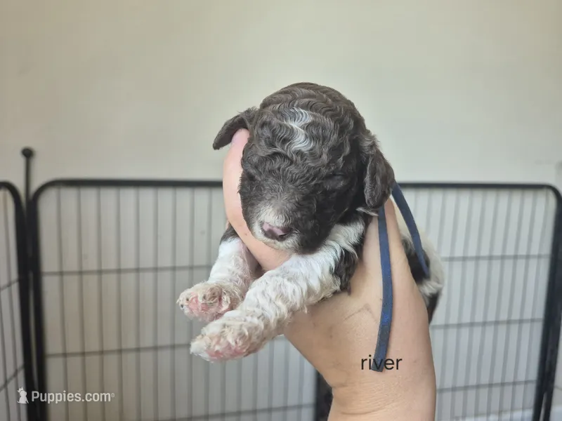 River – Poodle - Standard  puppy for sale in Iowa Falls, IA