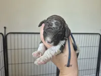River, a male Poodle - Standard  for sale in Iowa Falls, IA – 9 of 10