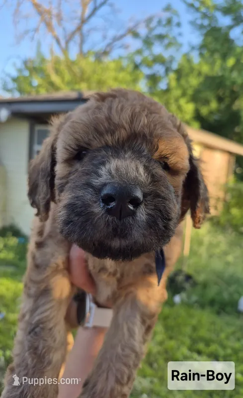 Rain – Whoodle puppy for sale in Iowa Falls, IA