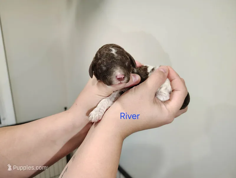 River – Poodle - Standard  puppy for sale in Iowa Falls, IA