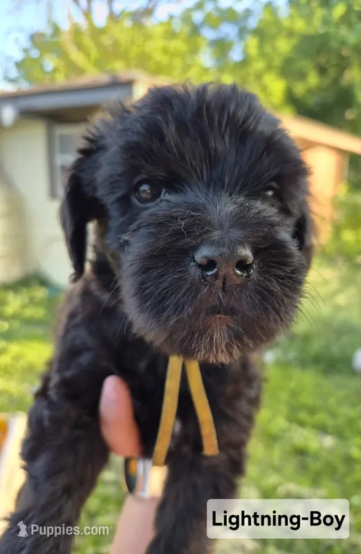 Lightning – Whoodle puppy for sale in Iowa Falls, IA