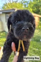 Lightning, a male Whoodle for sale in Iowa Falls, IA – 1 of 4