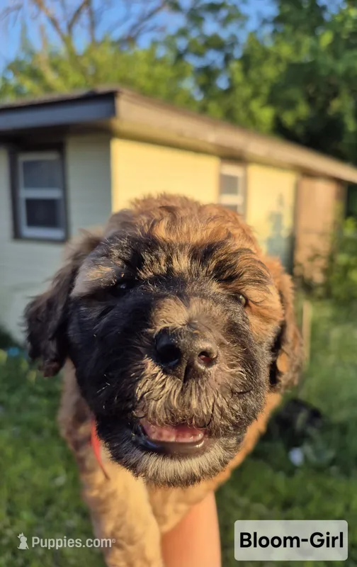 Bloom – Whoodle puppy for sale in Iowa Falls, IA