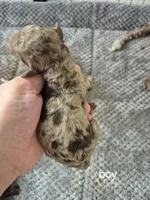 Hunter, a male Poodle - Standard  for sale in Iowa Falls, IA – 2 of 3