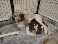River, a male Poodle - Standard  for sale in Iowa Falls, IA – 3 of 3