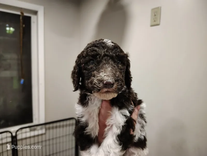 River – Poodle - Standard  puppy for sale in Iowa Falls, IA