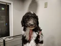 River, a male Poodle - Standard  for sale in Iowa Falls, IA – 4 of 10