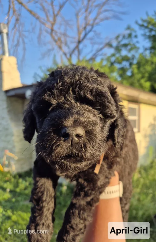April – Whoodle puppy for sale in Iowa Falls, IA