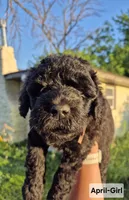 April, a female Whoodle for sale in Iowa Falls, IA – 1 of 4