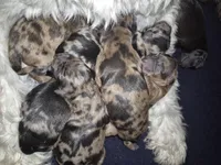 Puppy 5, a male Whoodle for sale in Iowa Falls, IA – Photo 1 of 3