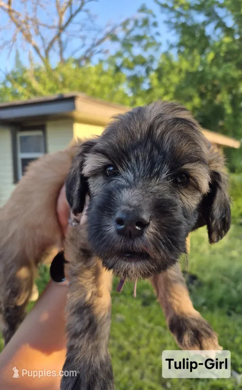 Tulip – Whoodle puppy for sale in Iowa Falls, IA
