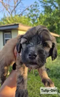 Tulip, a female Whoodle for sale in Iowa Falls, IA – 1 of 4