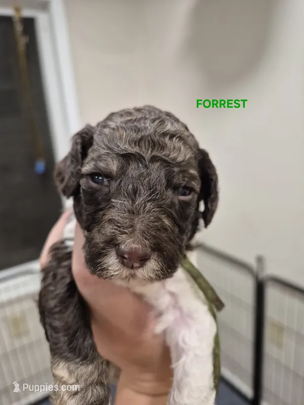 Forrest – Poodle - Multi-Colored Standard puppy for sale in Iowa Falls, IA