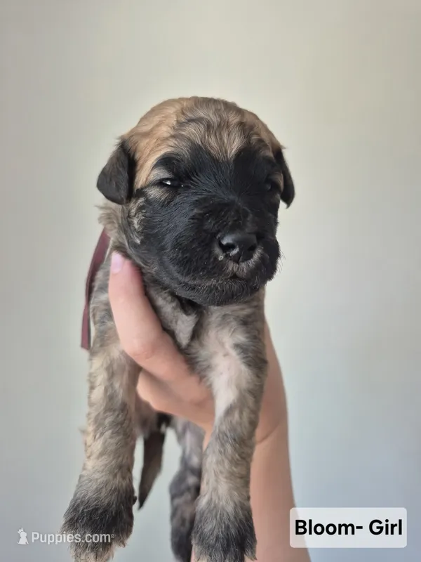 Bloom – Whoodle puppy for sale in Iowa Falls, IA