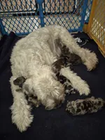 Puppy 1, a male Whoodle for sale in Iowa Falls, IA – Photo 1 of 2