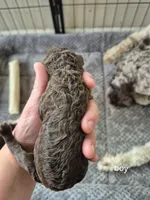 Bug, a male Poodle - Standard  for sale in Iowa Falls, IA – 2 of 3